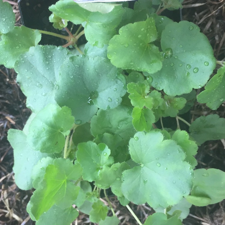 plant image 1149908