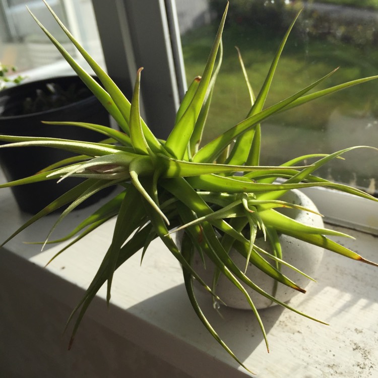 Plant image Tillandsia aeranthos 'Grisea'