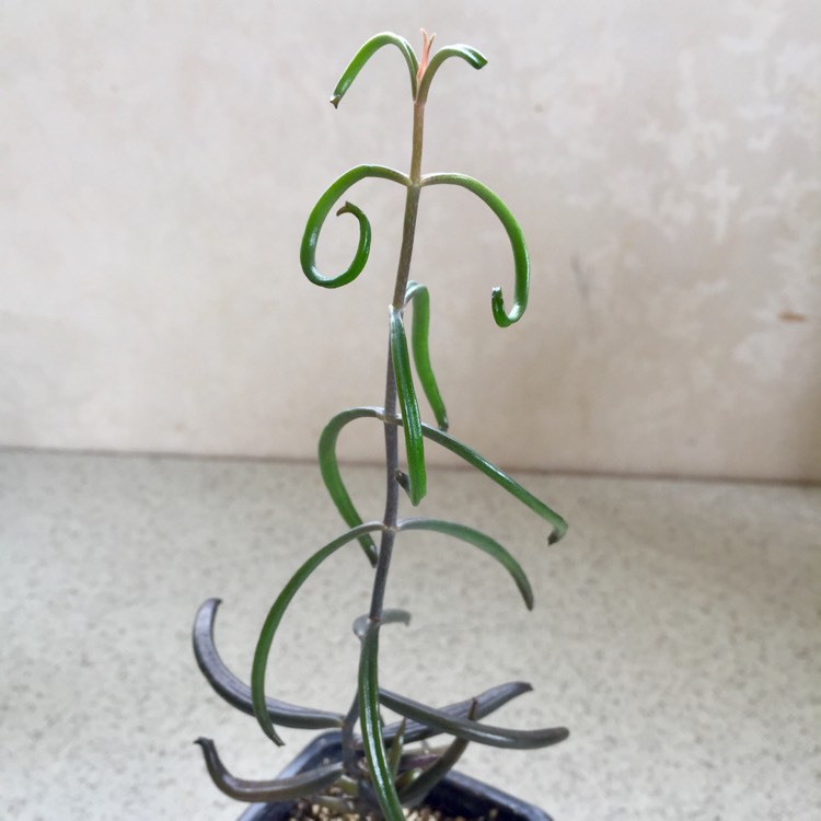 plant image 1173845