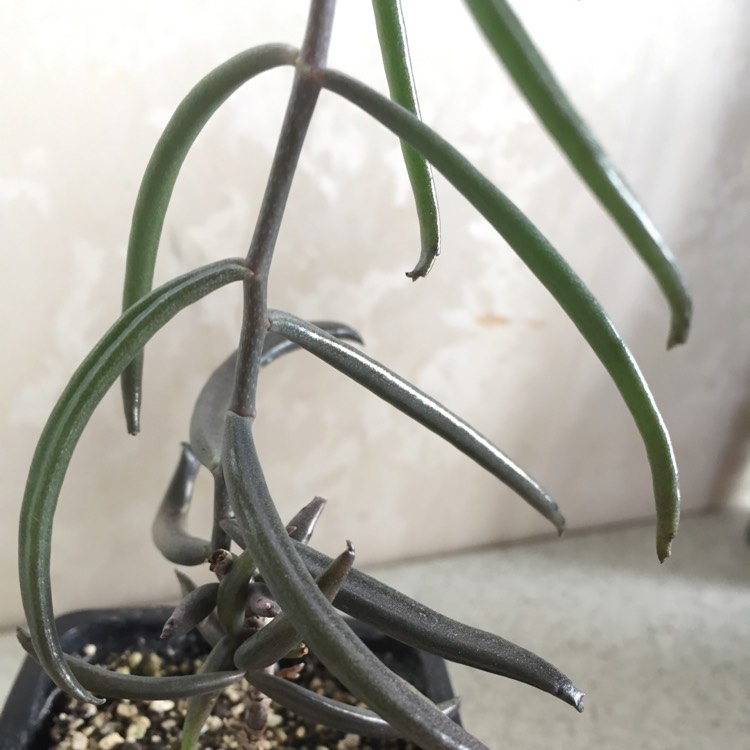plant image 1173846