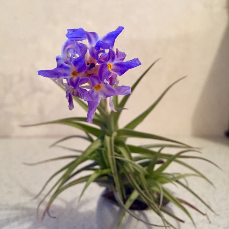 plant image 1184917