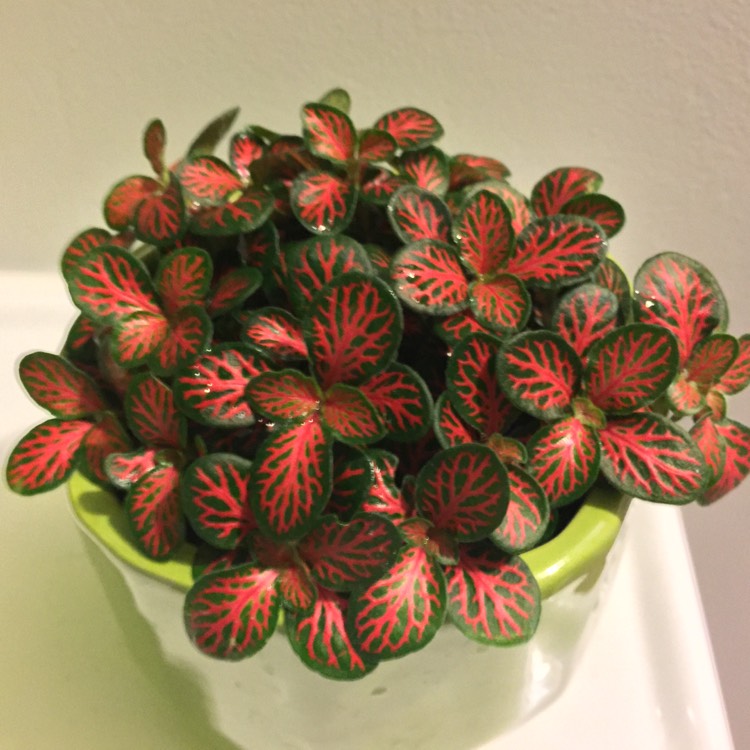 Plant image Fittonia agyroneura 'Mini Red Vein'