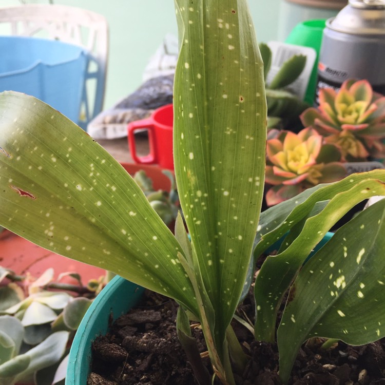 Plant image Aspidistra elatior 'Shooting Stars'