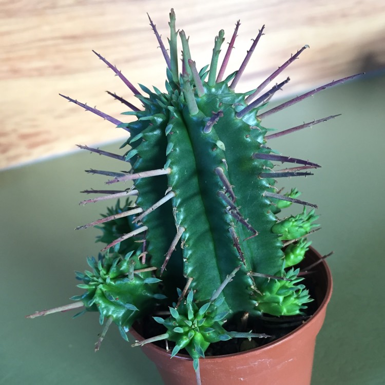 Plant image Euphorbia aggregata