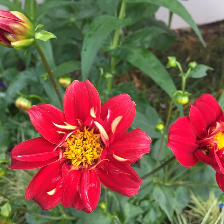 Plant image Dahlia 'Festivo'