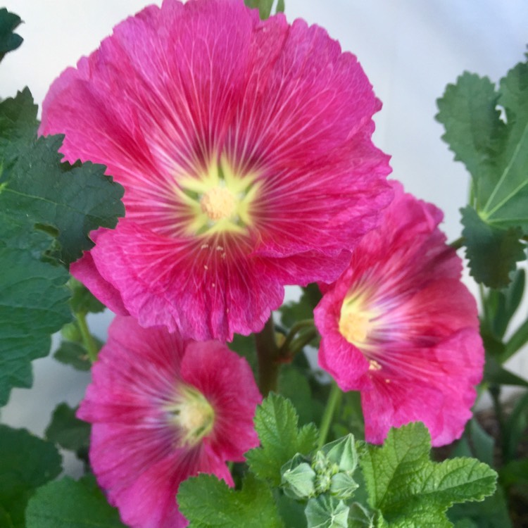 plant image 1211757 plant image 1211757