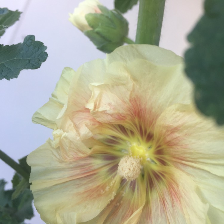 Plant image Alcea rosea 'Summer Carnival Group'