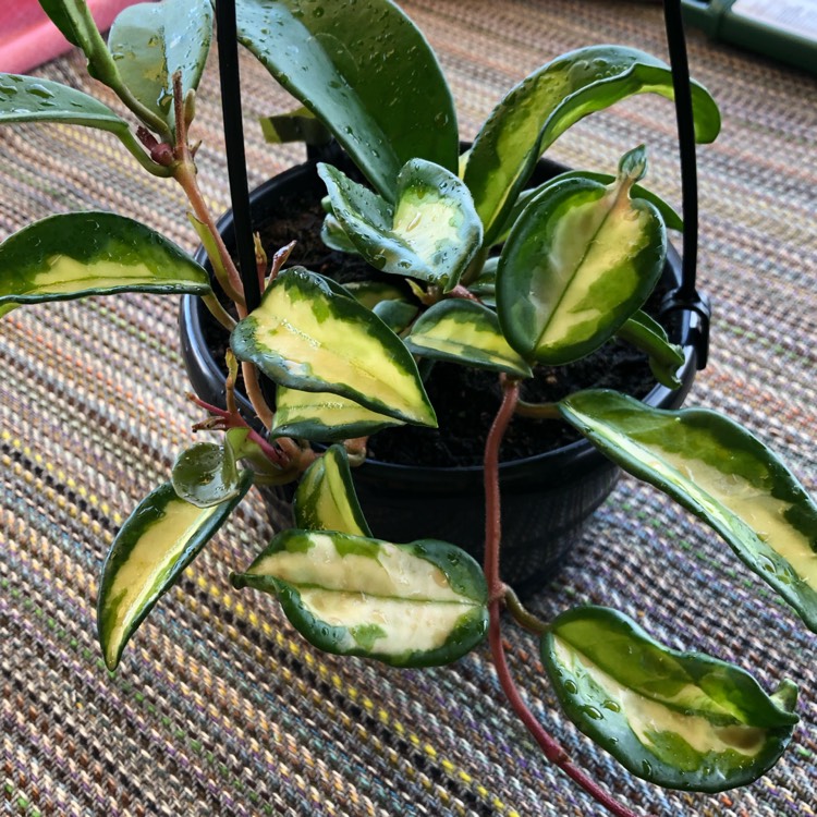 Plant image Hoya carnosa 'Krimson Princess' syn. Hoya carnosa 'Rubra'