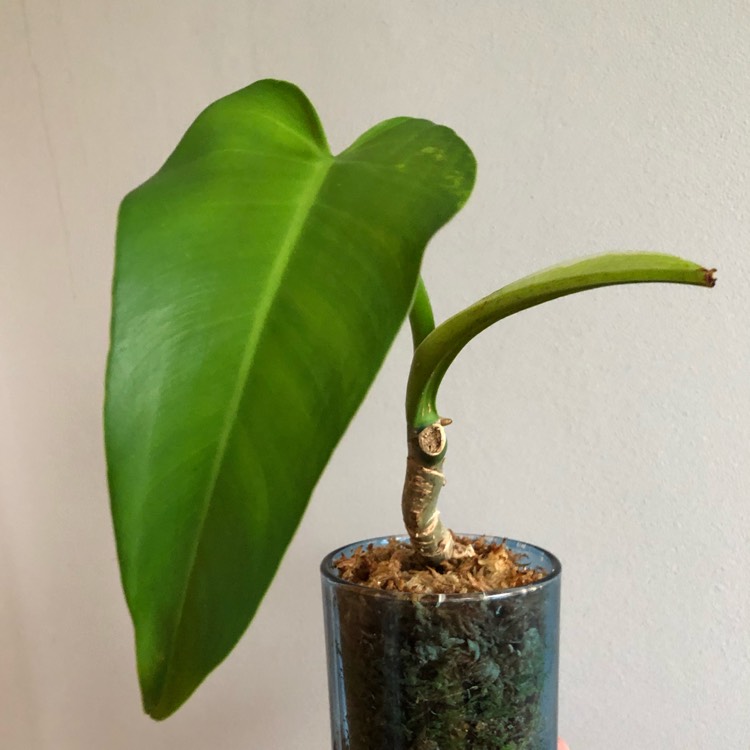 plant image 1292105