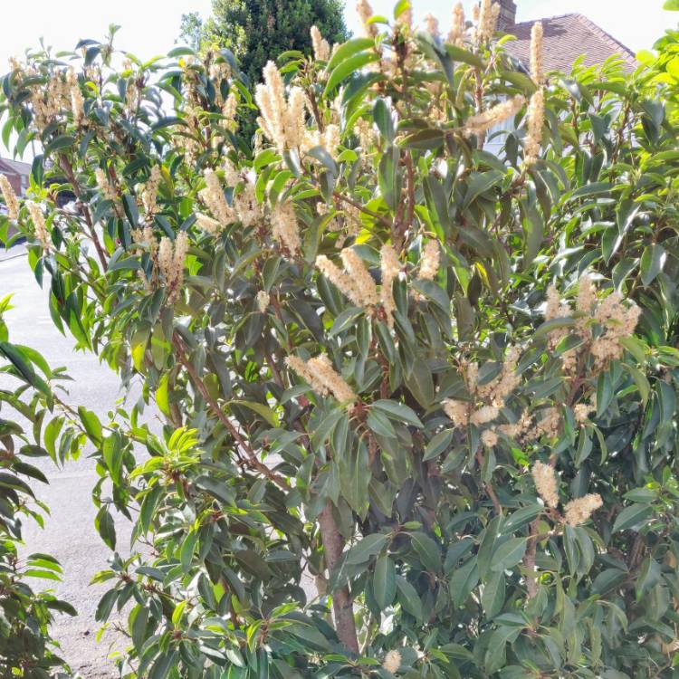 Plant image Prunus lusitanica 'Angustifolia'