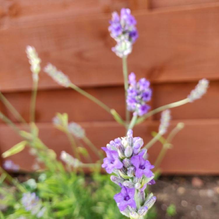 plant image 1347542
