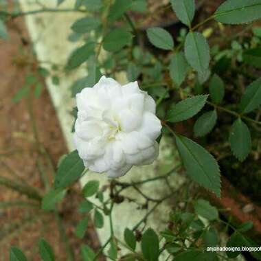 Rahul's garden