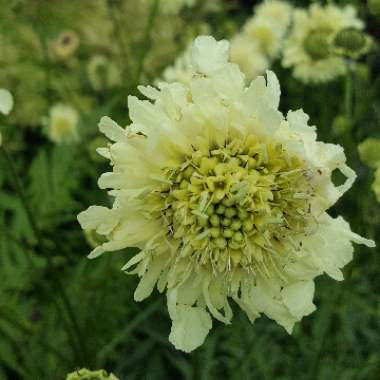 Cephalaria gigantea syn. Cephalaria caucasica ; Cephalaria tatarica