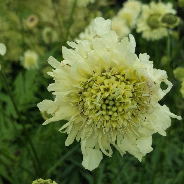Plant image Cephalaria gigantea syn. Cephalaria caucasica ; Cephalaria tatarica