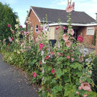 Hollyhock