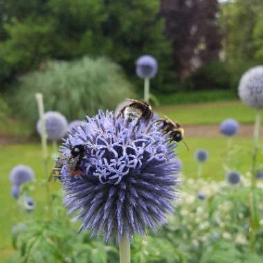 Robert's garden