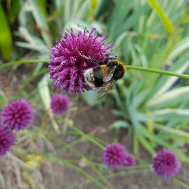 Robert's garden