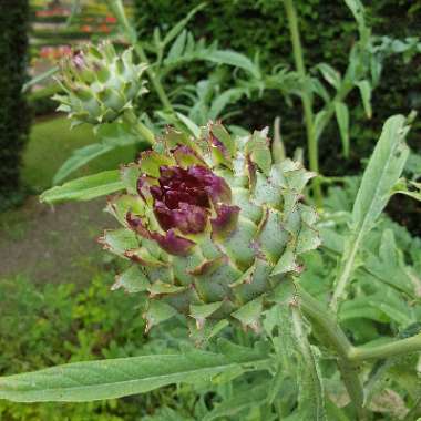 Robert's garden