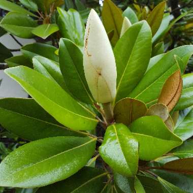 Magnolia