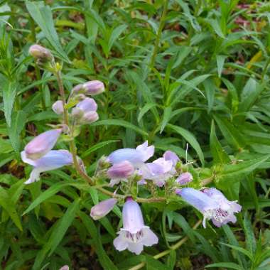 Beardtongue 'Heavenly Blue'