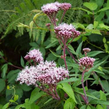 Robert's garden