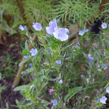 Robert's garden