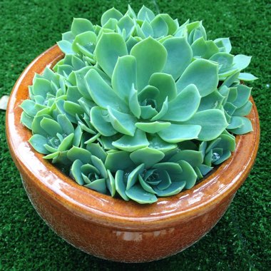 Echeveria Secunda