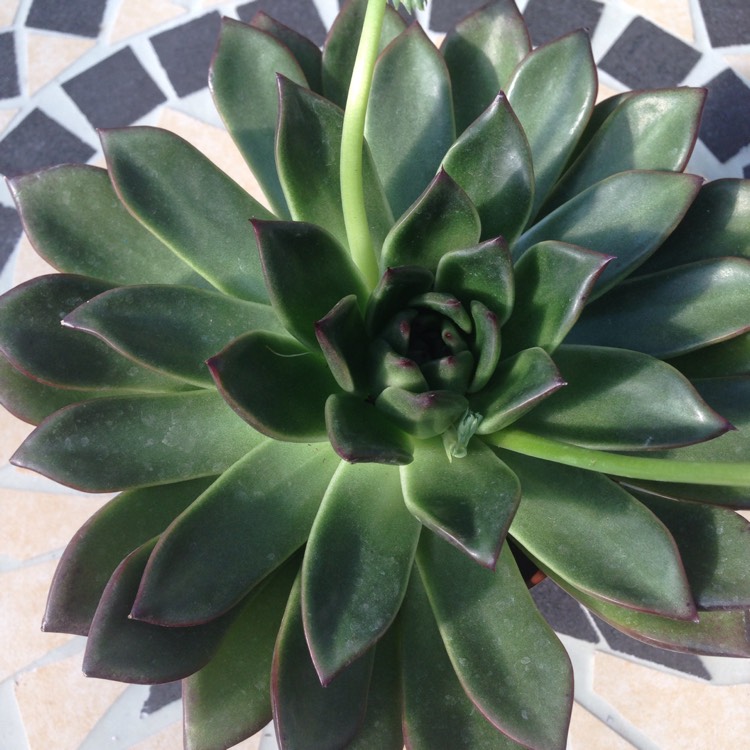 Plant image Echeveria Agavoides Jade Point