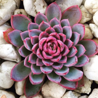 Echeveria Violet Queen