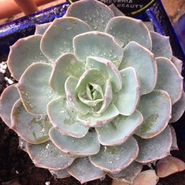 Echeveria Desmetiana v. Subsesslis