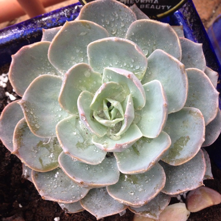 plant image 520537
