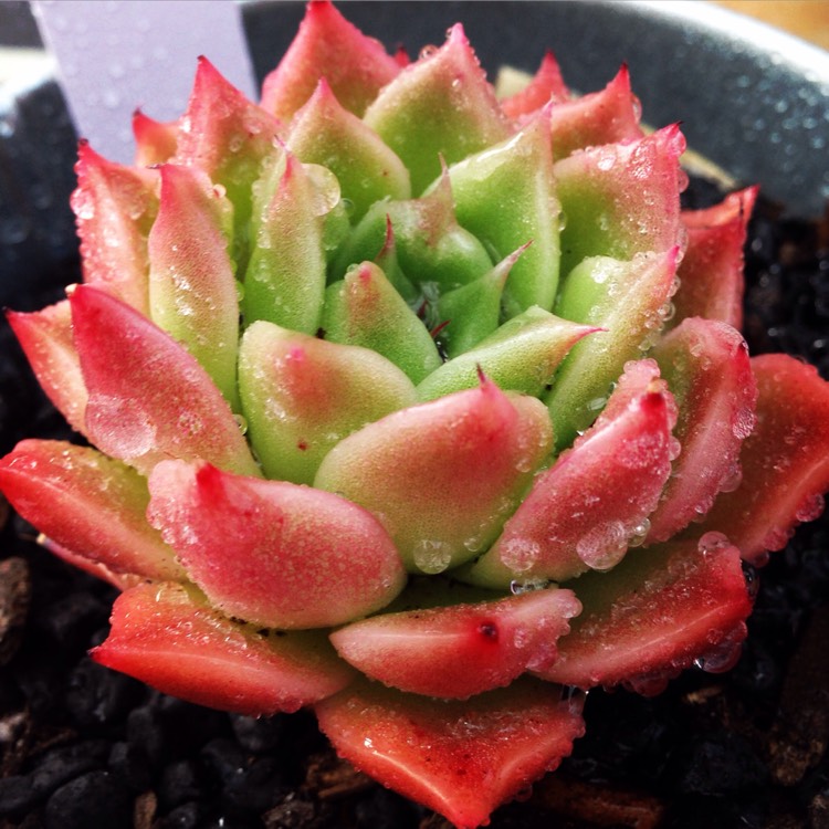plant image 537447
