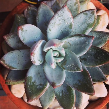 x Pachyveria Powder Puff