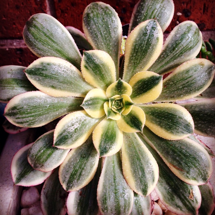 plant image 539625