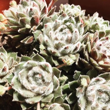 Sempervivum Icicle