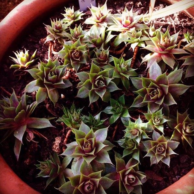 plant image 566008