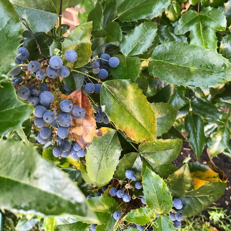 Plant image Mahonia japonica 'Bealei'