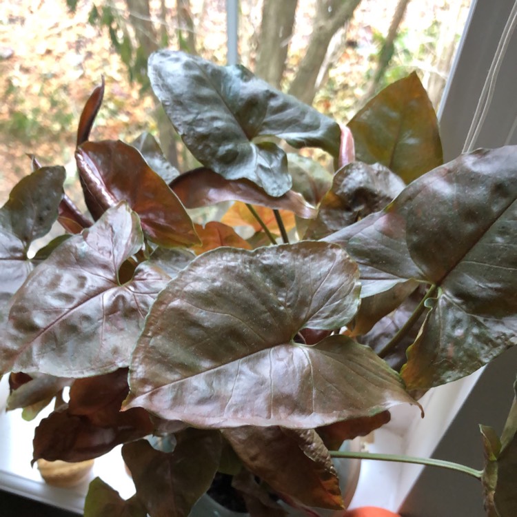 Plant image Syngonium podophyllum 'Bronze'