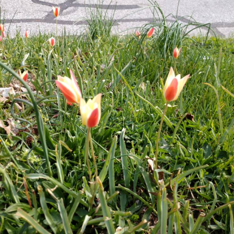 plant image 681707