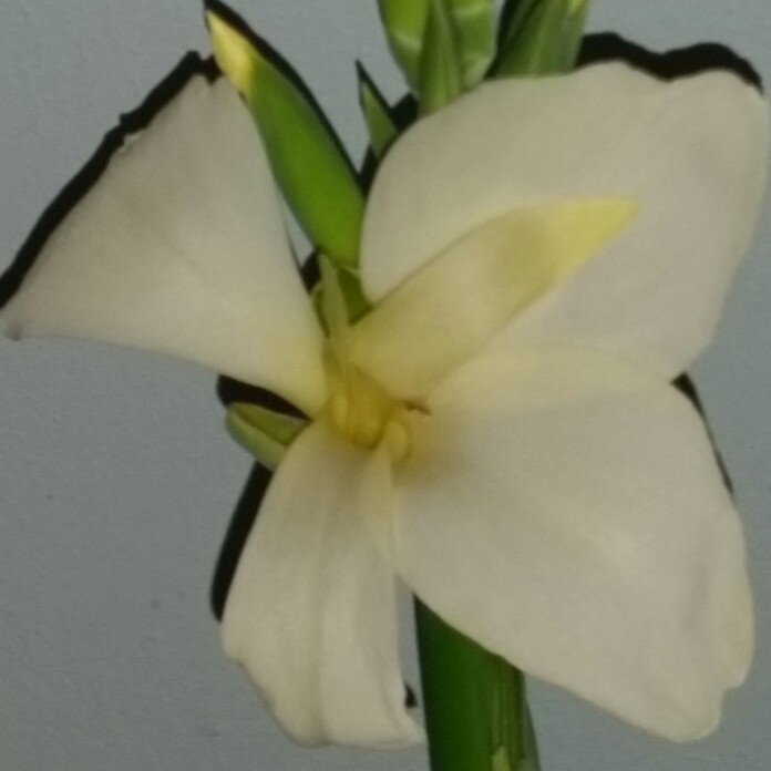 Canna 'Cleopatra'