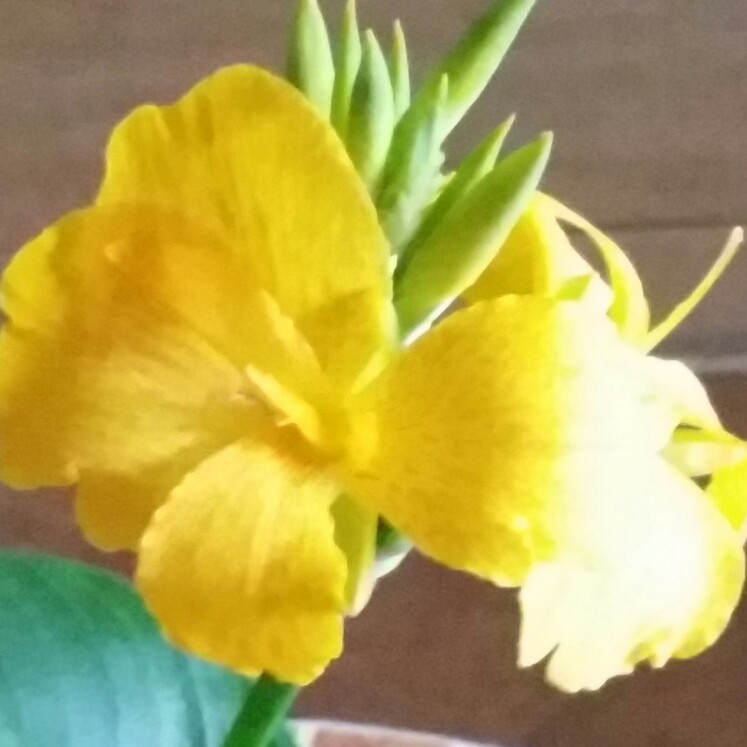 Canna 'Cleopatra'