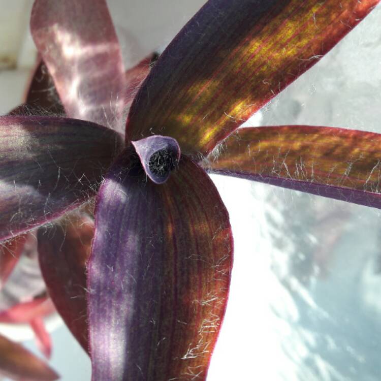 plant image 370711
