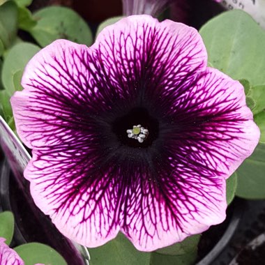 Petunia 'Ovation Dark Heart'