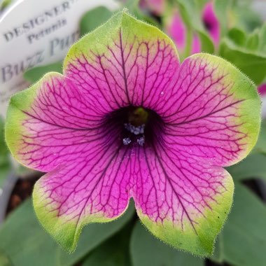 Petunia 'Buzz Purple'