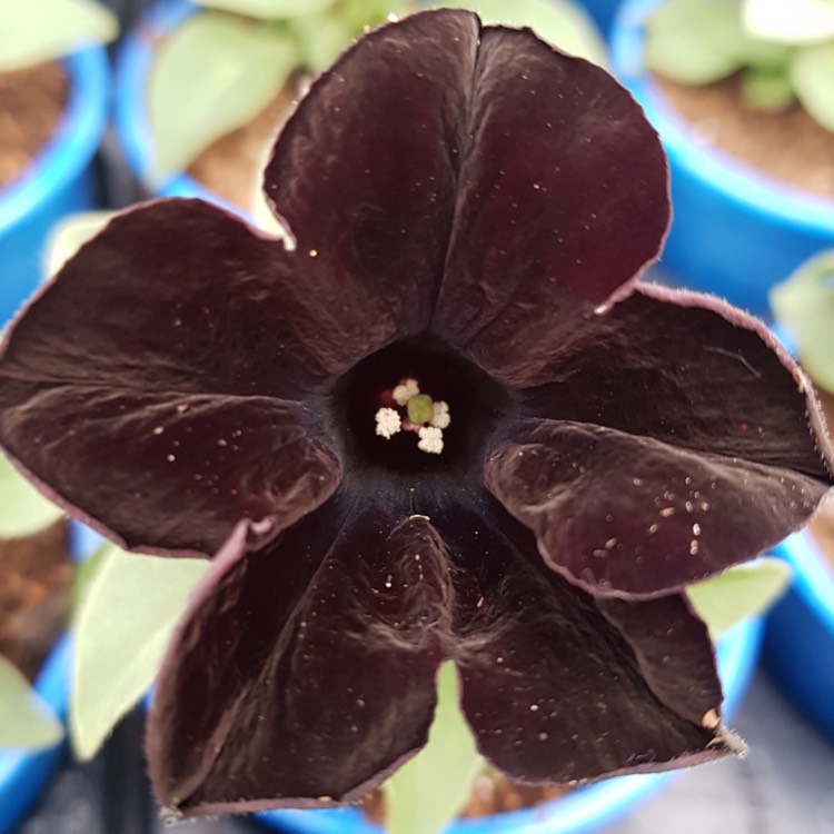 Plant image Petunia 'Wespecrablama' (Crazytunia Series) syn. Petunia 'Black Mamba'