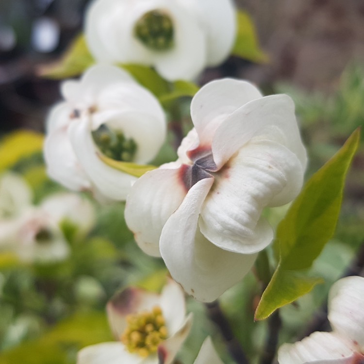 plant image 1011871