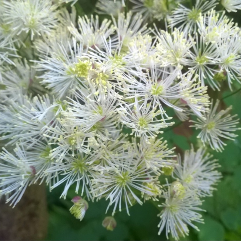 Plant image Thalictrum aquilegiifolium 'Album'