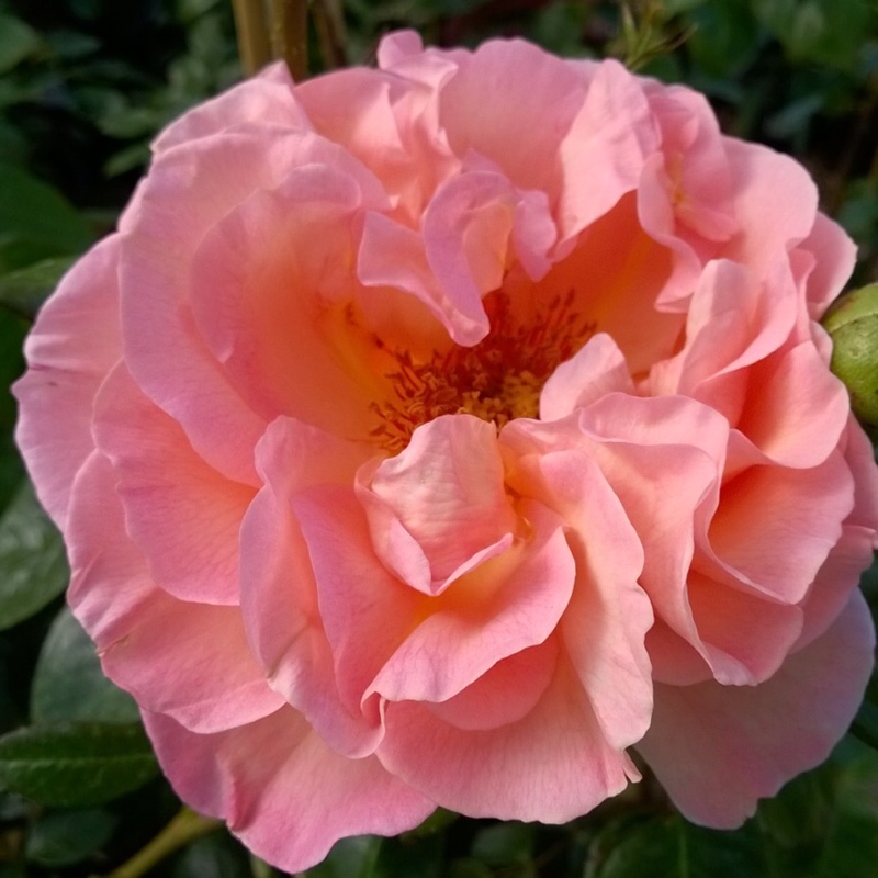 plant image 112915