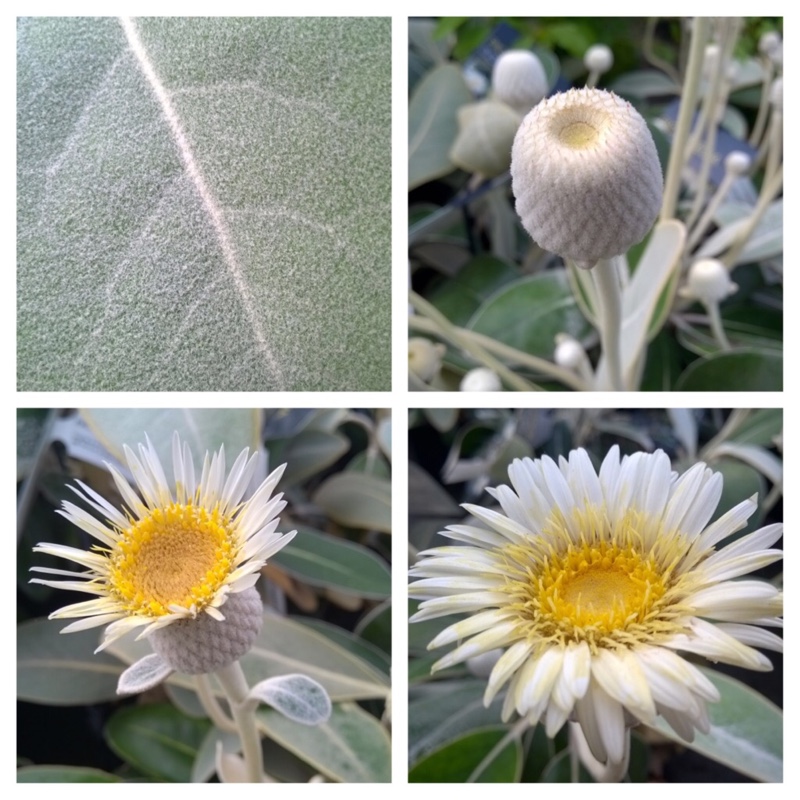 Plant image Pachystegia Insignis.