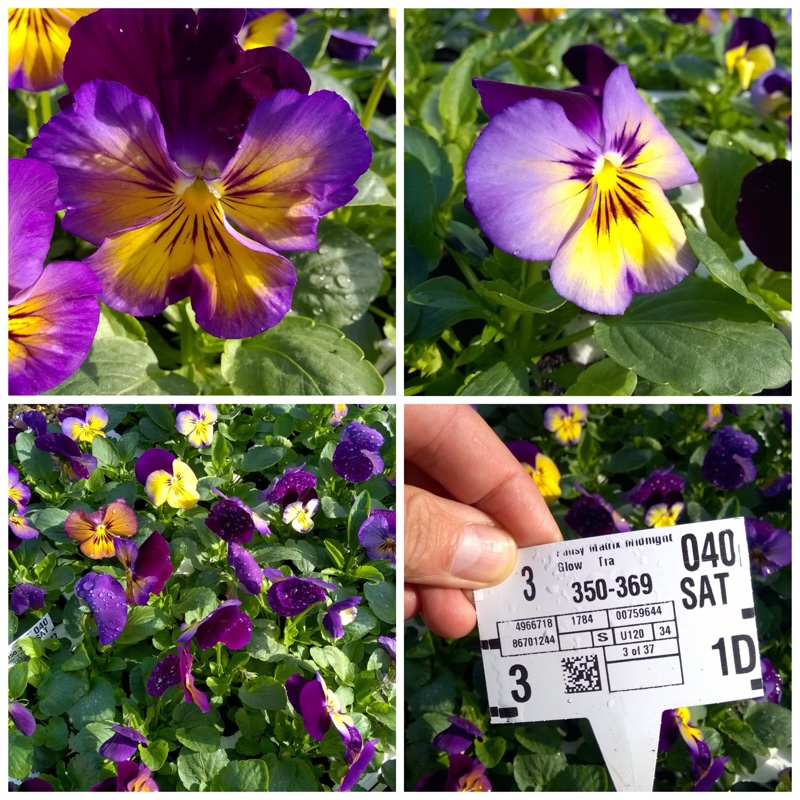 Plant image Viola Matrix Midnight Glow